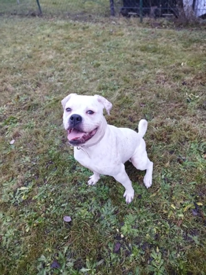 Rüden schweren Herzens abzugeben 