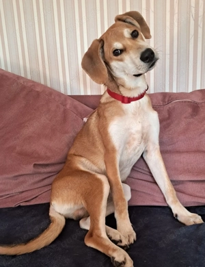 *CHARLY* Der Rüde sucht eine Familie, die ihn konsequent führt und mit ihm lernt und arbeitet