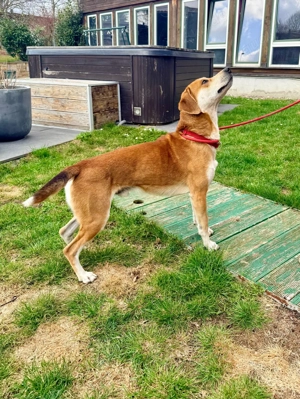 *CHARLY* ist in Deutschland auf Pflegestelle. Sie dürfen ihn gerne besuchen und kennen lernen