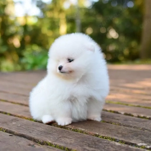 25 % Rabatt für begrenzte Zeit verfügbar