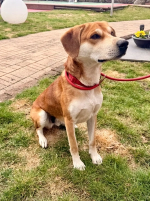 *CHARLY* ist in Deutschland auf Pflegestelle. Sie dürfen ihn gerne besuchen und kennen lernen Bild 3
