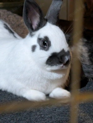 Vier wunderschöne weibliche Zwergkaninchen 