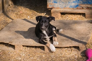 Welpe *EMMA* wartet auf ein Ticket ins eigene Familienleben