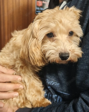 Maltipoo Hündin sucht neues, liebevolles Zuhause 