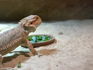 Bartagamen Weibchen mit Terrarium & viel Zubehör Bild 4