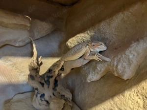 Bartagamen Weibchen mit Terrarium & viel Zubehör Bild 5