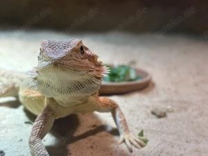 Bartagamen Weibchen mit Terrarium & viel Zubehör Bild 2