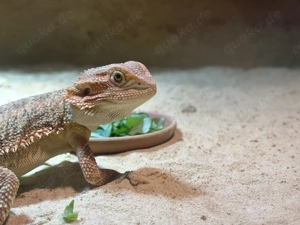 Bartagamen Weibchen mit Terrarium & viel Zubehör Bild 3