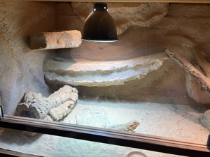 Bartagamen Weibchen mit Terrarium & viel Zubehör Bild 8