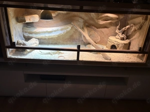 Bartagamen Weibchen mit Terrarium & viel Zubehör Bild 6