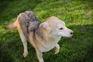 *VIOLA* - die Junghündin ist für das Abenteuer Familienleben bereit