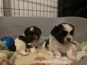 Shihtzu Welpen 
