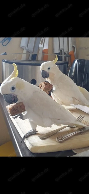 kleine Gelbhaubenkakadus, m&w, beringt und mit allen Papieren zu verkaufen, mit Voliere Esafort D