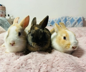 Zwergkaninchen Babys 