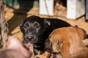 *MIRA* Ich bin freundich, verspielt und unternehmungslustig