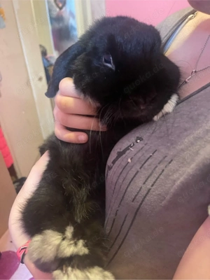 schweren Herzens schwarz-weißen Hasen abzugeben