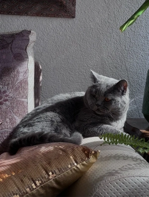 Erfahrener BKH Deckkater in Blue Blutgruppe A  Deckerfahren