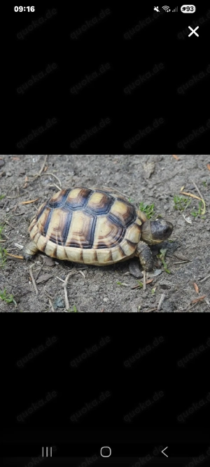 Suche Schildkröte