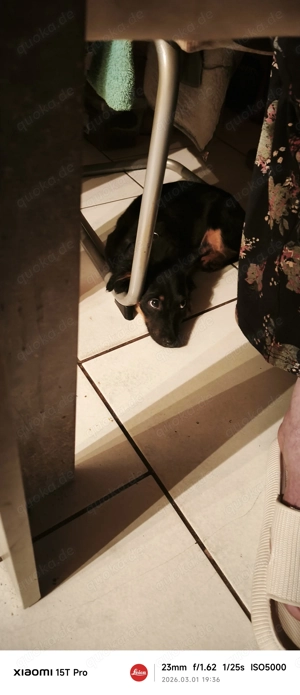 Mischlings Hündin sucht neues Zuhause 