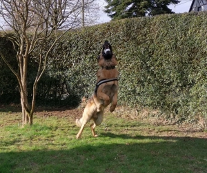 Deutscher Schäferhund - Deckrüde - kein Verkauf