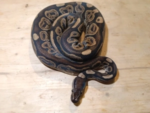 Königspythons Python Regius