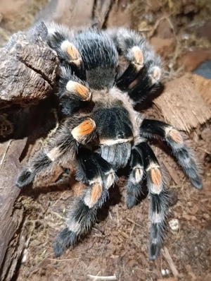 Vogelspinne Brachypelma Hamorri