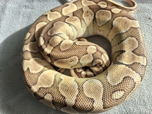 Python regius königspython  0,1 Bild 2