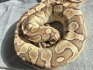 Python regius königspython  0,1 Bild 6