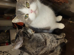 3 liebe Katzen wegen Krankheit in gute Hände abzugeben 