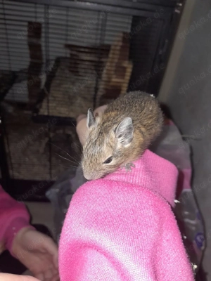 Degu  Degubabys männlich