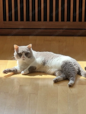 Deckkater Service Bremen