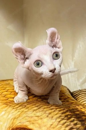 Seltener Dwelf Sphynx Kater Anhänglich & Menschenbezogen