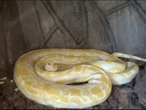 Tigerphyton Albino Weibchen 