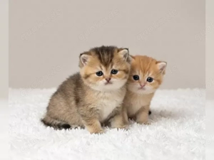 Reinrassige BKH Kitten mit Stammbaum