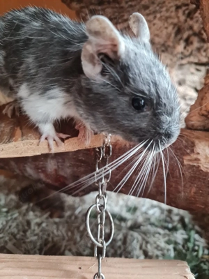 Degu 5 Jahre sucht neues zuhause
