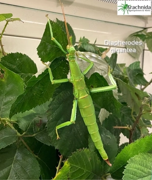 Wir bieten div. Phasmiden & Mehr! Wirbellose, Gespenstschrecken, Stabschrecken, wandelndes Blatt!
