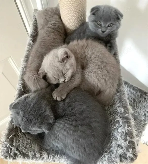 Bezaubernde British Shorthair Kätzchen   Jetzt reservieren   