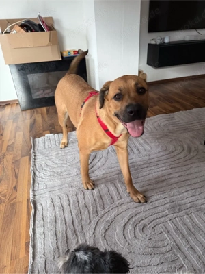 1 Jahre alte Hundedame