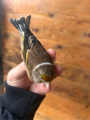 Stieglitz Mischling Hahn zu verk