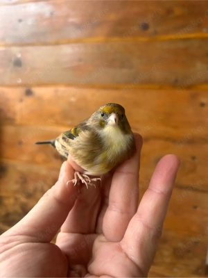 Stieglitz Mischling Hahn zu verk