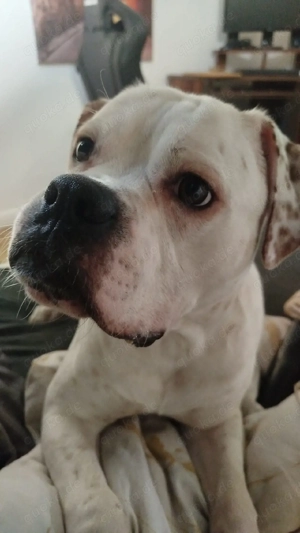 Rüden schweren Herzens abzugeben 