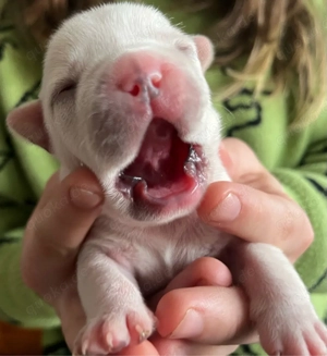 Wundervolle Französische Bulldoggen Welpen aus liebevoller Familienzuc