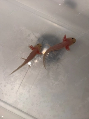 harlekins Axolotl 7 stück