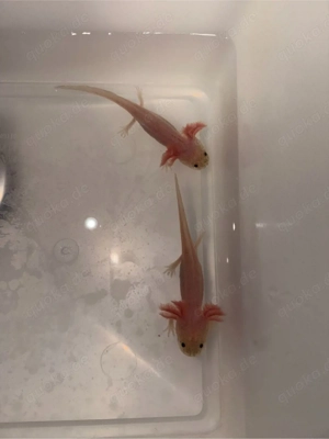 harlekins Axolotl 7 stück