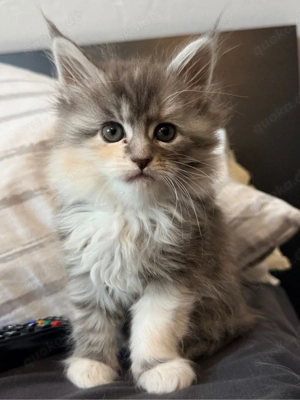 Maine Coon Kitten