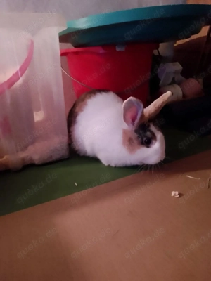 Wir verkaufen unsere 2 Holländer Häsinnen 14 Wochen alt 