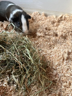 Meerschweinchen Männchen 