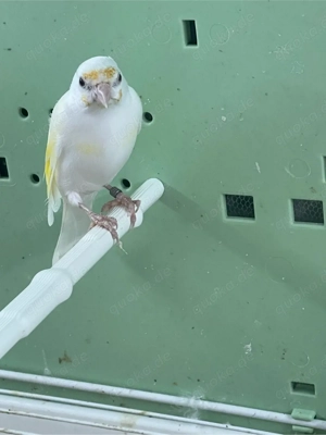 Stieglitz zuverkaufen männlich