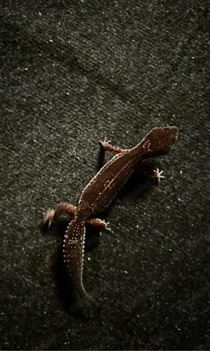 Gebe 1,1 Black Night Pure Leopardgeckos ab von 2023