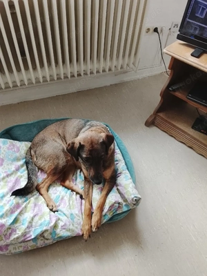 meine hundin bald meine hundin in gute hande verkaufen  